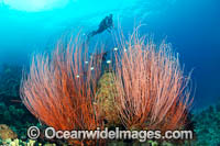 Diver and Corals Photo - Gary Bell