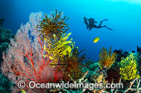 Diver and Corals Photo - Gary Bell