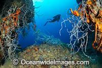 Diver and Corals Photo - Gary Bell