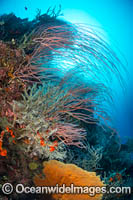 Coral Reef Scene Photo - Gary Bell