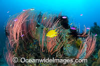Coral Reef Scene Photo - Gary Bell