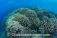 Coral Reef Scene Photo - Gary Bell
