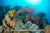 Coral Reef Scene Photo - Gary Bell