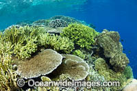 Coral Reef Scene Photo - Gary Bell