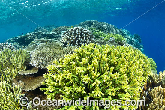 Coral Reef Scene photo Coral Reef Scene photo