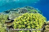 Coral Reef Scene Photo - Gary Bell