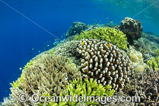 Coral Reef Scene photo Coral Reef Scene photo