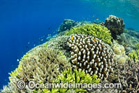 Coral Reef Scene Photo - Gary Bell