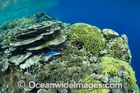 Coral Reef Scene Photo - Gary Bell
