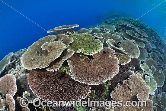 Coral Reef Scene photo Coral Reef Scene photo