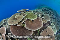 Coral Reef Scene Photo - Gary Bell