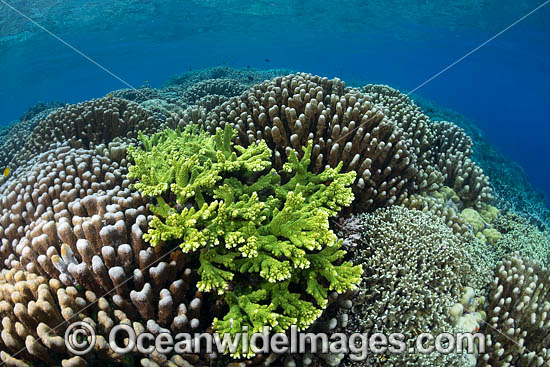 Coral Reef Scene photo Coral Reef Scene photo