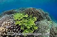 Coral Reef Scene Photo - Gary Bell