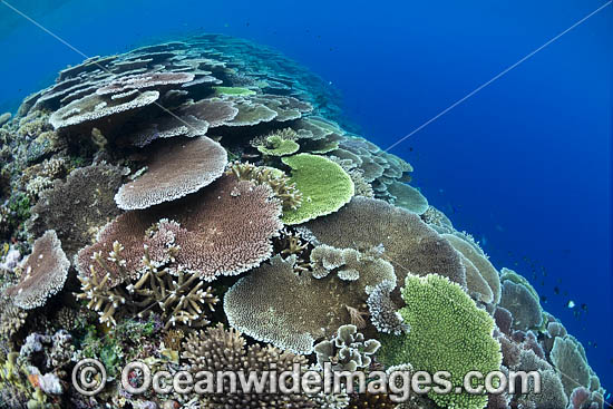 Coral Reef Scene photo Coral Reef Scene photo