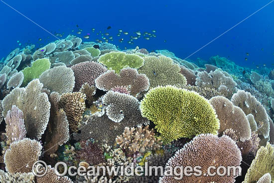 Coral Reef Scene photo Coral Reef Scene photo