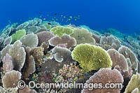 Coral Reef Scene Photo - Gary Bell