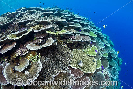 Coral Reef Scene photo Coral Reef Scene photo