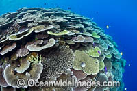Coral Reef Scene Photo - Gary Bell