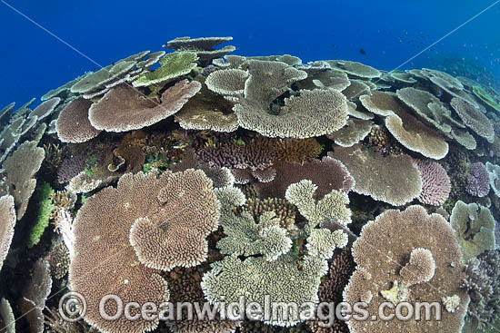 Coral Reef Scene photo Coral Reef Scene photo