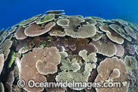 Coral Reef Scene Photo - Gary Bell