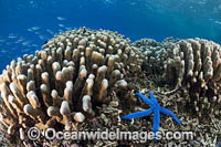 Tropical Reef Scene Photo - Gary Bell