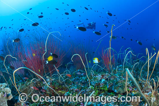 Diver and Corals photo Diver and Corals photo