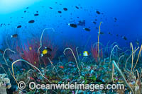 Diver and Corals Photo - Gary Bell