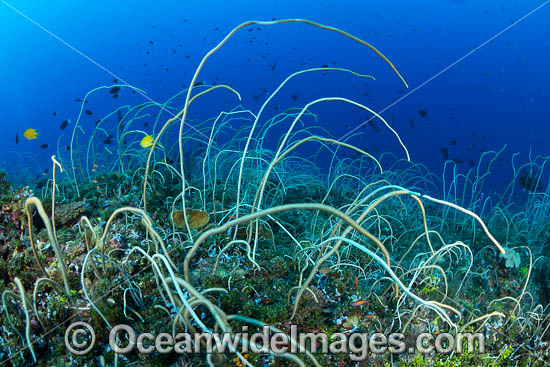 Tropical Reef Scene photo Tropical Reef Scene photo