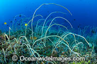 Tropical Reef Scene Photo - Gary Bell