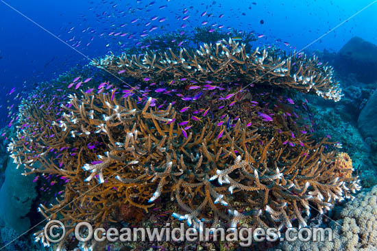 Coral Reef Scene photo Coral Reef Scene photo