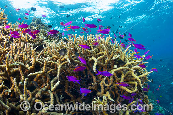 Coral Reef Scene photo Coral Reef Scene photo
