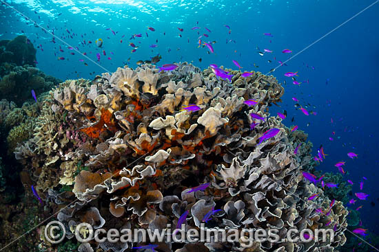 Coral Reef Scene photo Coral Reef Scene photo