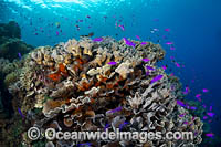 Coral Reef Scene Photo - Gary Bell