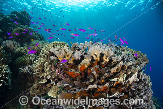 Coral Reef Scene photo Coral Reef Scene photo