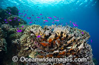 Coral Reef Scene Photo - Gary Bell