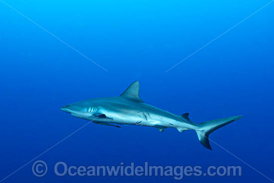 Grey Reef Shark photo Grey Reef Shark photo