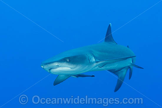 Whitetip Reef Shark photo Whitetip Reef Shark photo