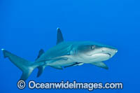 Whitetip Reef Shark Photo - Gary Bell