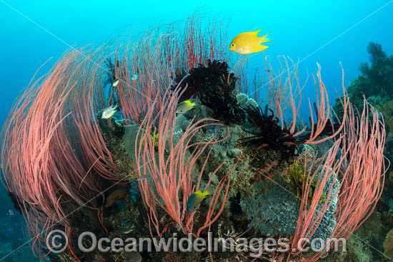 Coral Reef Scene photo Coral Reef Scene photo