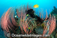 Coral Reef Scene Photo - Gary Bell
