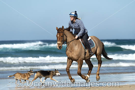 Horseriding Coffs Harbour photo Horseriding Coffs Harbour photo
