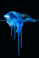 Portuguese Man-of-War Photo - Gary Bell
