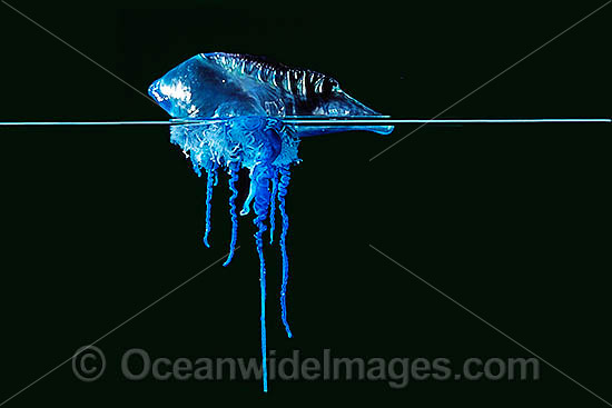 Portuguese Man-of-War photo Portuguese Man-of-War photo