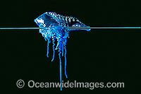 Portuguese Man-of-War Photo - Gary Bell