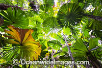 Fan Palm forest Queensland Photo - Gary Bell