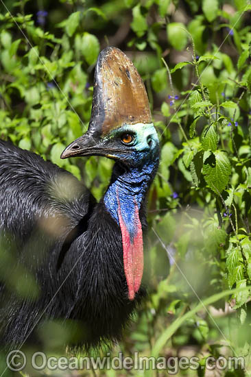 Southern Cassowary photo