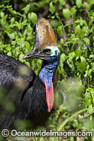 Southern Cassowary Photo - Gary Bell