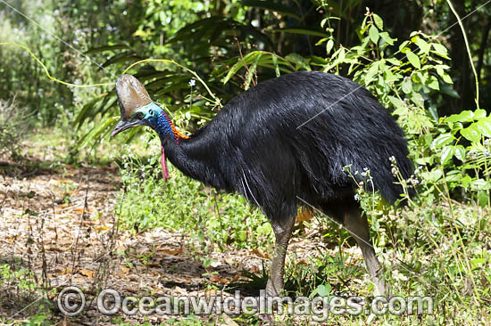 Southern Cassowary photo Southern Cassowary photo