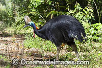 Southern Cassowary Photo - Gary Bell