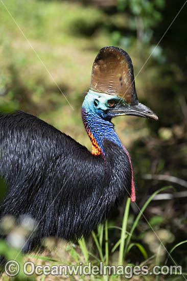 Southern Cassowary photo